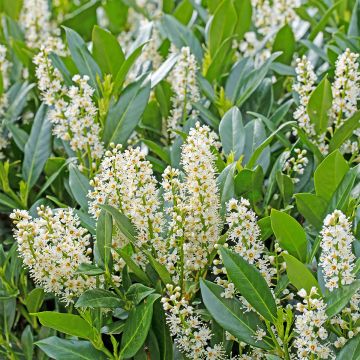 Lauroceraso Herbergii Lauroceraso Herbergii