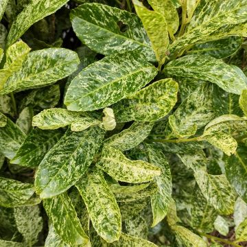 Lauroceraso Marbled White Lauroceraso Marbled White