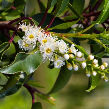 Prunus lusitanica Brenelia - Lauro del Portogallo Prunus lusitanica Brenelia - Lauro del Portogallo