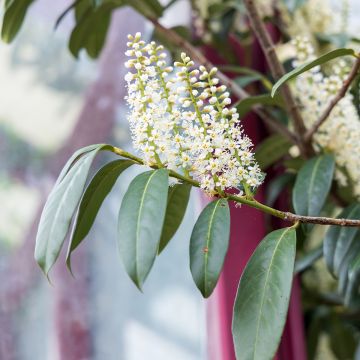Prunus lusitanica - Lauro del Portogallo