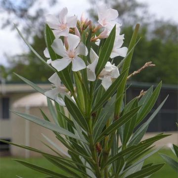 Nerium oleander Alsace - Oleandro