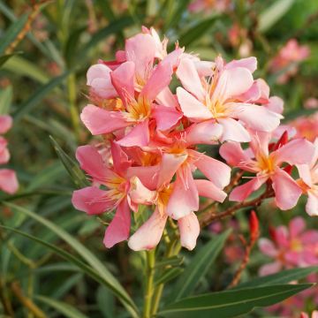 Nerium oleander Docteur Ragioneri - Oleandro