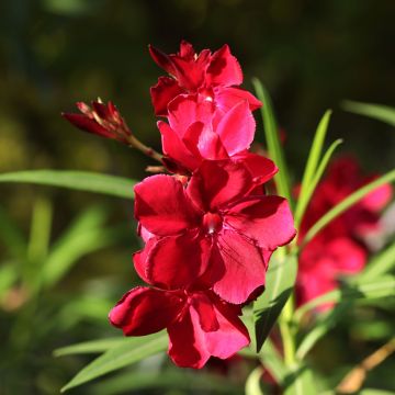 Nerium oleander Scarlet Beauty - Oleandro
