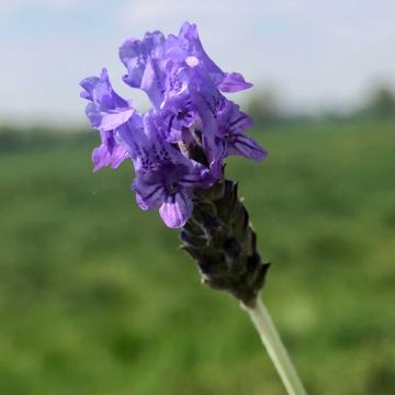 Lavandula pinnata var. pinnata - Lavanda