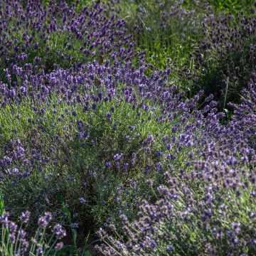 Lavandula angustifolia Havana - Lavanda vera
