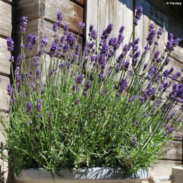Lavandula angustifolia Blue Jeans - Lavanda vera