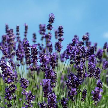 Lavandula angustifolia Siesta - Lavanda vera