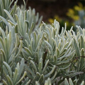 Lavandula intermedia Walburton's Silver Edge - Lavandino