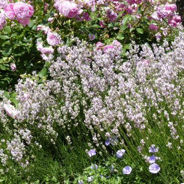 Lavandula angustifolia Rosea - Lavanda vera