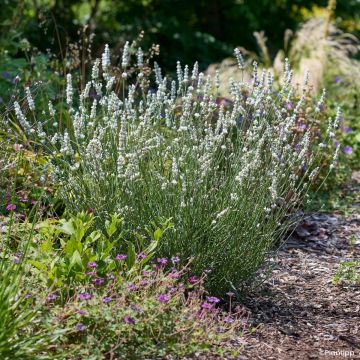 Lavandula intermedia Exceptional - Lavandino