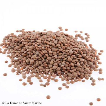Lenticchia Anicia