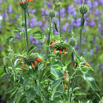 Leonotis nepetifolia (semi) - Coda di leone
