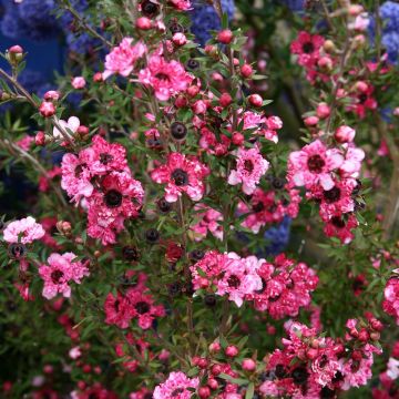 Leptospermum scoparium Coral candy - Manuka