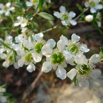 Leptospermum lanigerum Karo Silver Ice