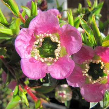 Leptospermum Karo Spectro Bay - Manuka