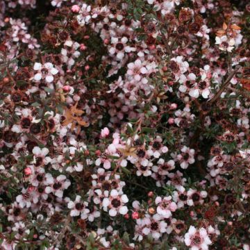 Leptospermum scoparium Nanum Tui - Manuka