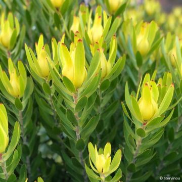 Leucadendron Safari Goldstrike Leucadendron Safari Goldstrike
