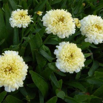 Leucanthemum superbum Luna - Margherita