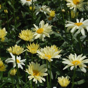 Leucanthemum superbum Sonnenschein - Margherita