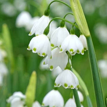 Leucojum aestivum Bridesmaid - Campanelle maggiori Leucojum aestivum Bridesmaid - Campanelle maggiori