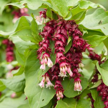Leycesteria formosa (semi) - Caprifoglio himalayano