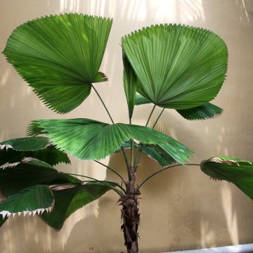 Licuala grandis Licuala grandis