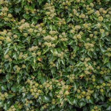 Hedera helix Arborescens - Edera