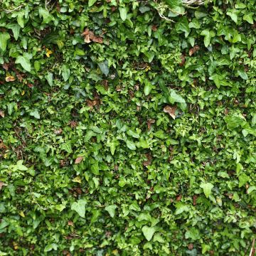 Hedera helix Spetchley - Edera