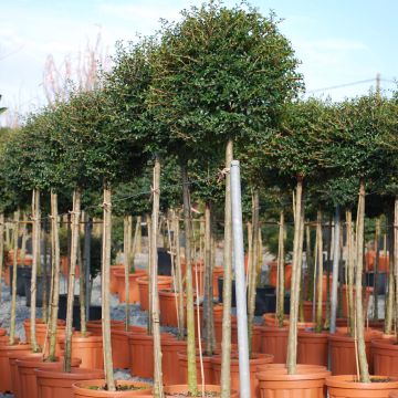 Ligustrum jonandrum - Ligustro