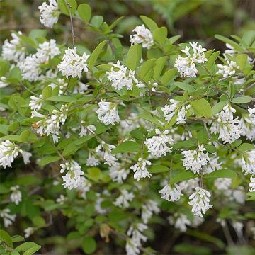 Ligustrum obtusifolium Ilvomassi Massif - Ligustro