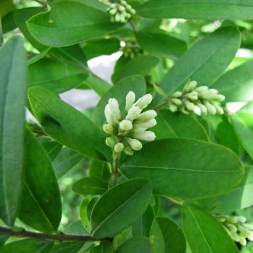 Ligustrum obtusifolium Regelianum - Ligustro