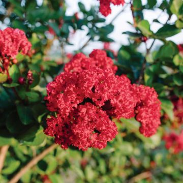 Lagerstroemia Ruffled Red Magic - Mirto crespo