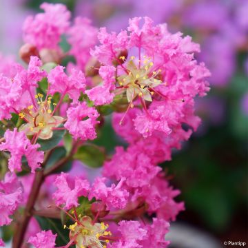 Lagerstroemia Girl With Love - Mirto crespo