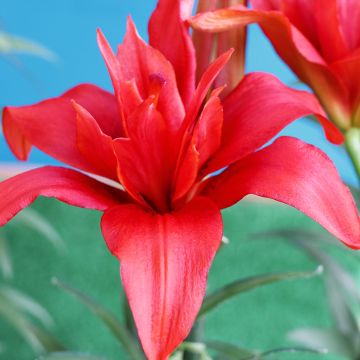 Lis asiatique double Bald Eagle Lis asiatique double Bald Eagle