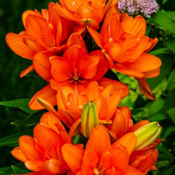 Lis asiatique double Hulk Lis asiatique double Hulk