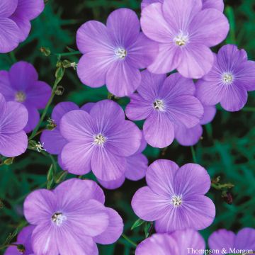 Linum narbonense Heavenly Blue - Lino lesinino