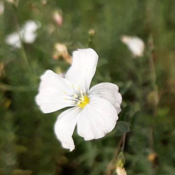 Linum perenne Diamant - Lino perenne
