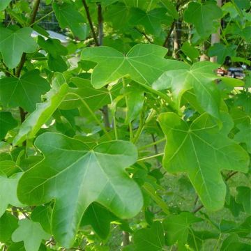 Liquidambar styraciflua Rotundiloba - Storace americano