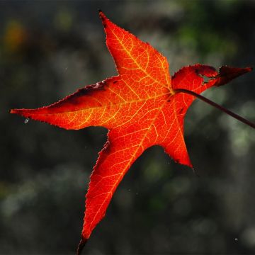 Liquidambar styracyflua Stella - Storace americano