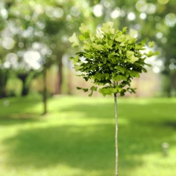 Liriodendron tulipifera Edward Gursztyn - Liriodendro