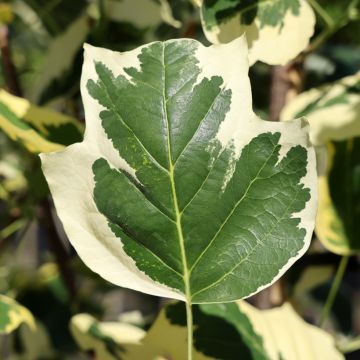 Liriodendron tulipifera Snowbird - Liriodendro