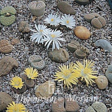 Lithops Pebble Plants Mixed - Pietre vive