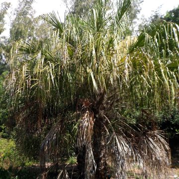 Livistona benthamii