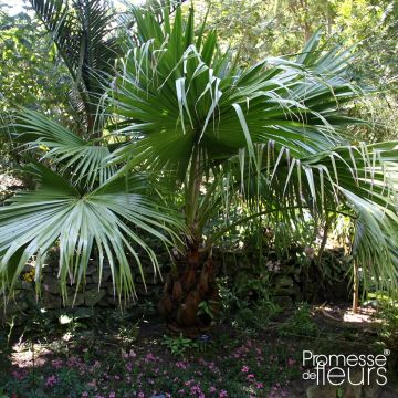Livistona chinensis