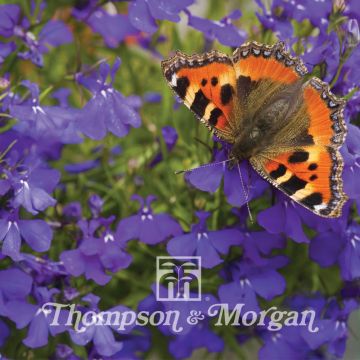 Lobelia Blue Wings