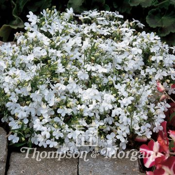 Lobelia Paper Moon