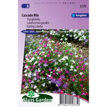 Lobelia Cascade