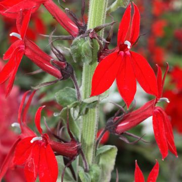 Lobelia Fan Tiefrot