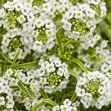 Lobularia maritima Primavera Princess - Alisso marittimo