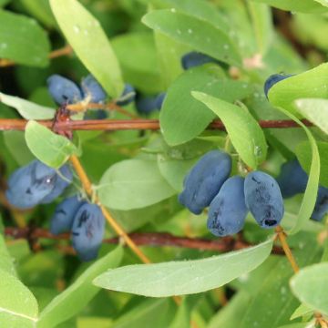 Mirtillo siberiano - Sweet Myberry 'Borealis' Mirtillo siberiano - Sweet Myberry 'Borealis'